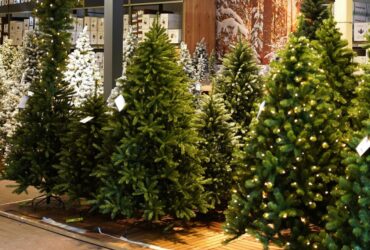 Blog Bomenbos Intratuin 3 Blog Bomenbos Intratuin 3