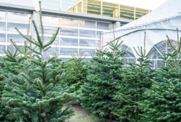 Blog Storie Echtebomen 1 Blog Storie Echtebomen 1