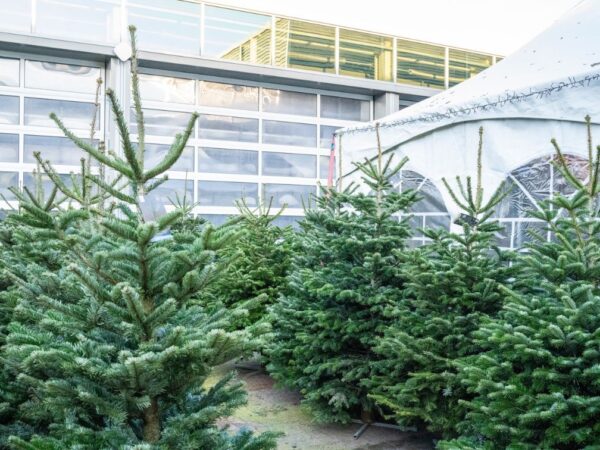 Blog Storie Echtebomen 1