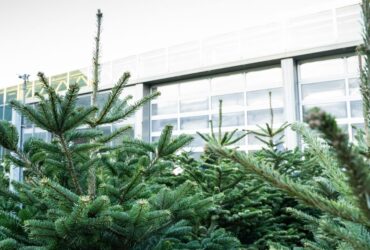 Blog Storie Echtebomen 3 Blog Storie Echtebomen 3