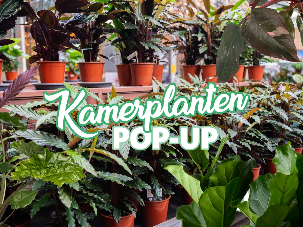 Kamerplanten Pop-Up!