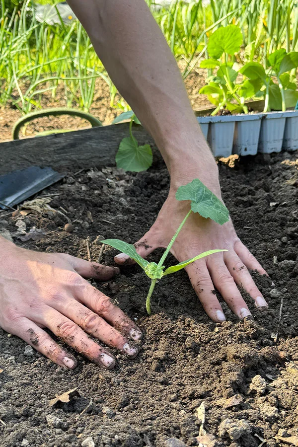 Moestuinkalender Mei
