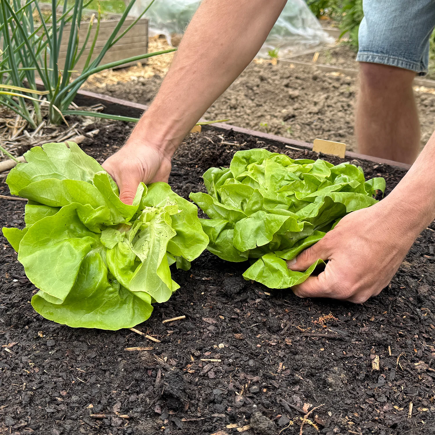 Moestuinkalender Juni