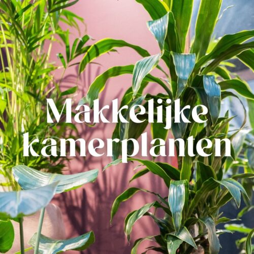 Deze kamerplanten zijn bijna niet kapot te krijgen