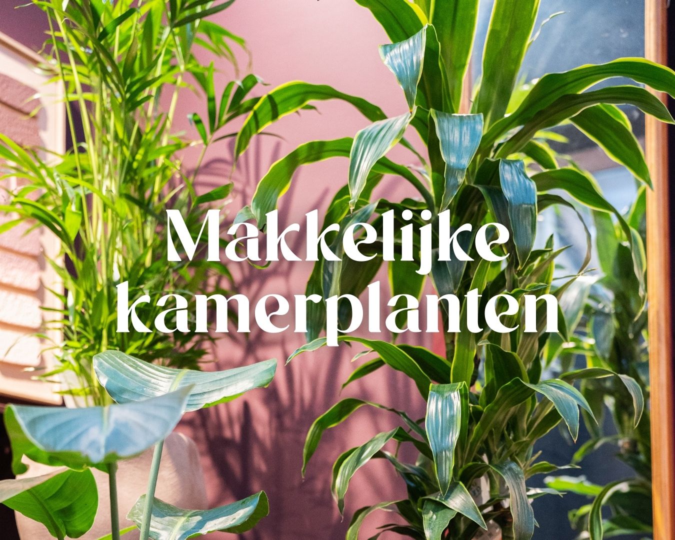 Deze kamerplanten zijn bijna niet kapot te krijgen