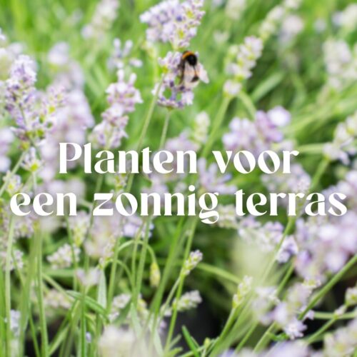 De mooiste planten voor een zonnig terras