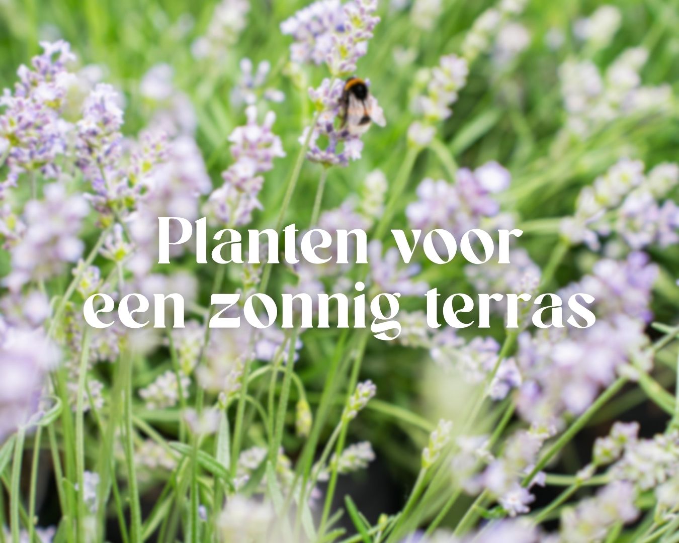De mooiste planten voor een zonnig terras De mooiste planten voor een zonnig terras