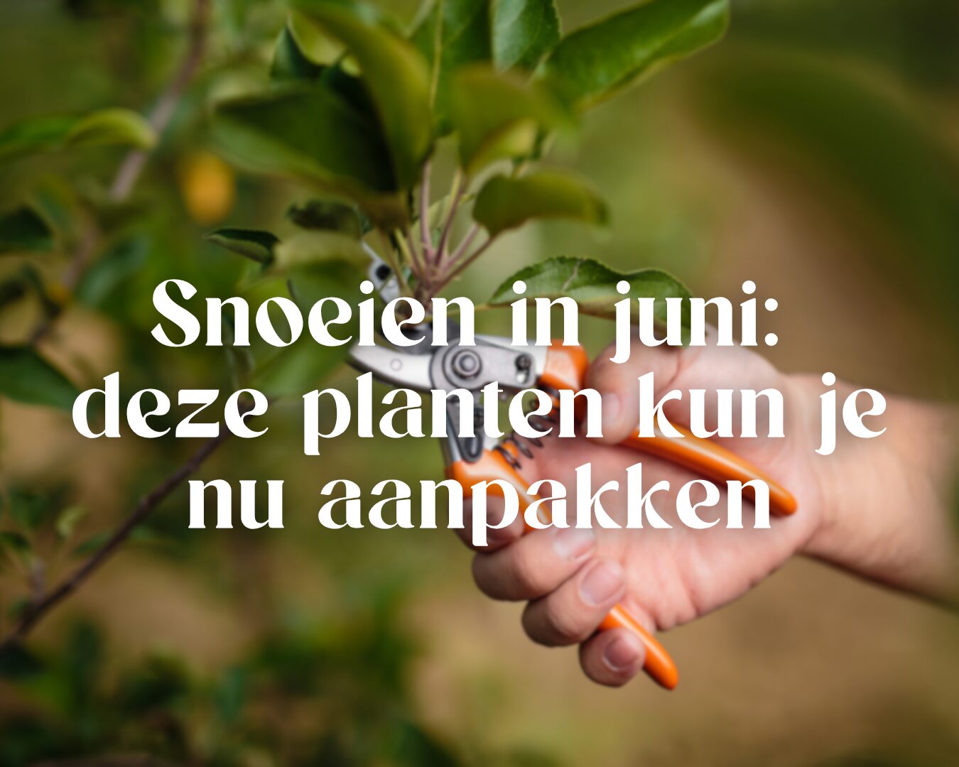 Snoeien in juni: deze planten kun je nu aanpakken Snoeien in juni: deze planten kun je nu aanpakken